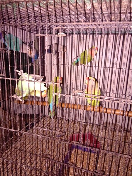 love birds satup for sale 11