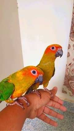 sun conure pair 4 months age hand tamed with DNA