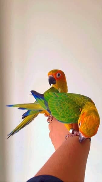 sun conure pair 4 months age hand tamed with DNA 2