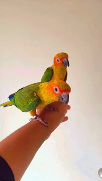 sun conure pair 4 months age hand tamed with DNA 3