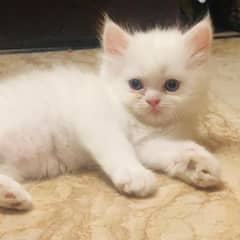 PERSIAN KITTEN TRIPLE COATED AVAILABLE