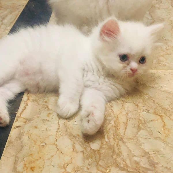 PERSIAN KITTEN TRIPLE COATED AVAILABLE 1