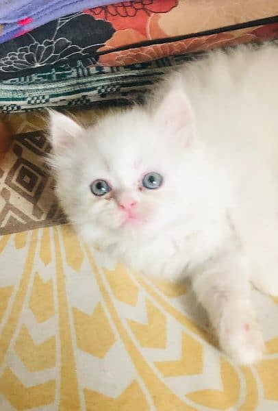 PERSIAN KITTEN TRIPLE COATED AVAILABLE 3