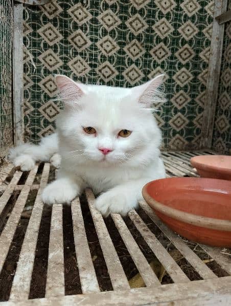 White Persian Cat Yellow Eyes. 0