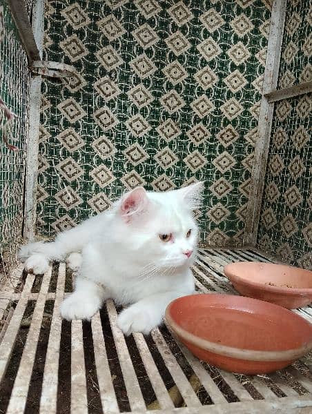White Persian Cat Yellow Eyes. 1