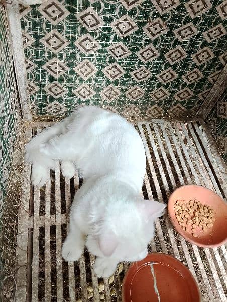 White Persian Cat Yellow Eyes. 3