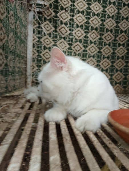 White Persian Cat Yellow Eyes. 4