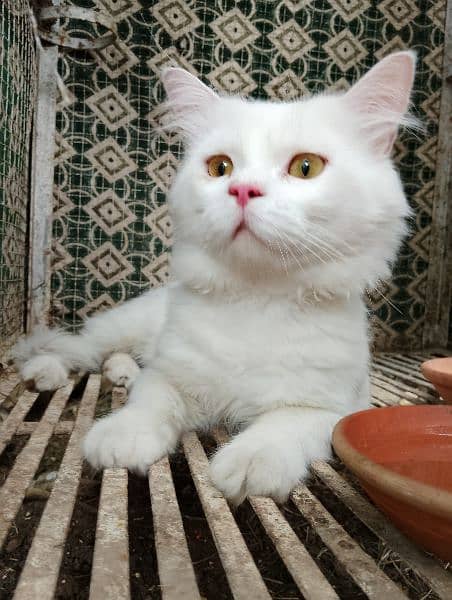 White Persian Cat Yellow Eyes. 5