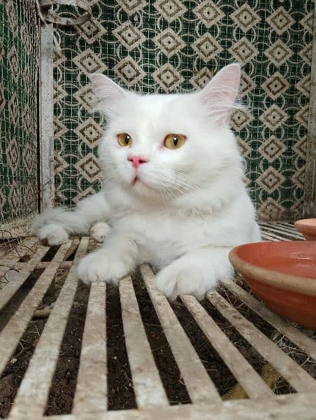 White Persian Cat Yellow Eyes. 6