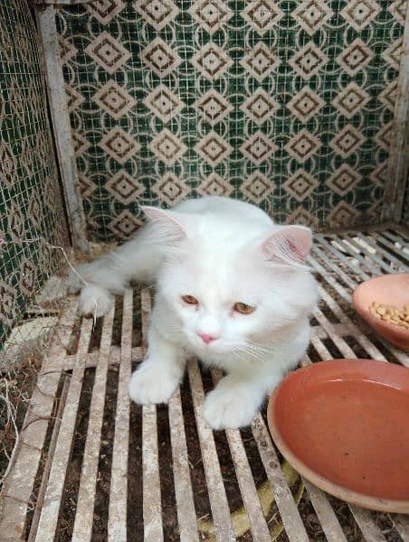 White Persian Cat Yellow Eyes. 8