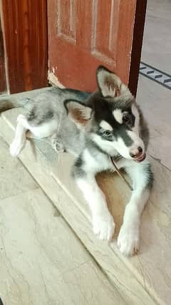 Siberian Husky female dog for urget sale WhatsApp 03096188378