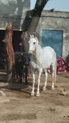 Female Horse Ghori 03106963705