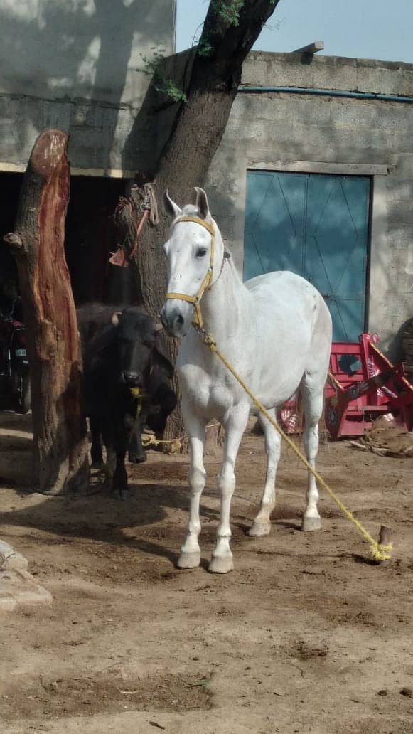 Female Horse Ghori 03106963705 1