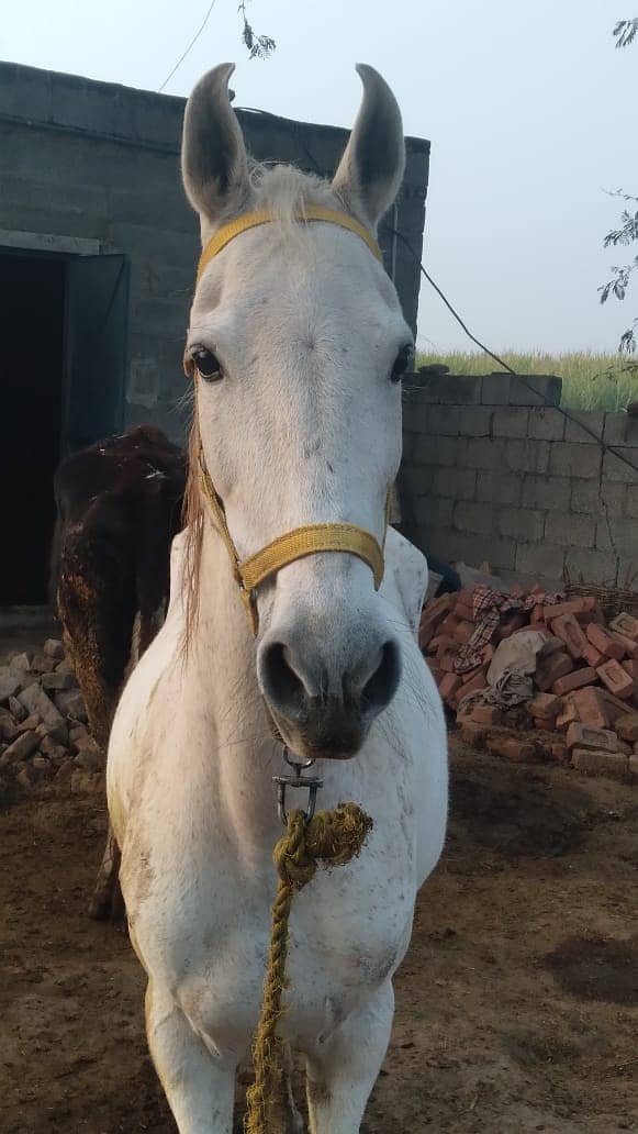 Female Horse Ghori 03106963705 2