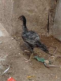 aseel chick for sell