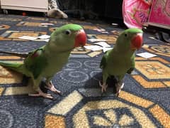 raw parrots for sale i think so pair