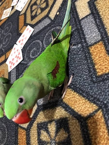 راؤ parrots for sale 1