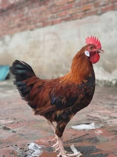 Hen for sale