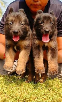 59 days old GSD pair