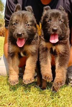 Black GSD pair + Tan GSD Male pup