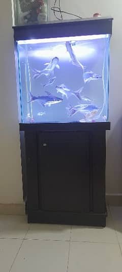 URGENT SALE - Aquarium with Fishes