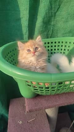 persian triple coated kittens