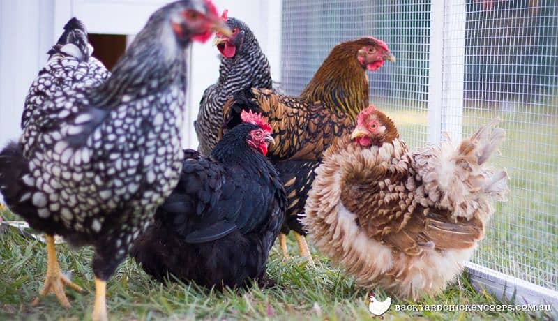 coco bharama| golden buff | ayam cemani | chiks for sale 1