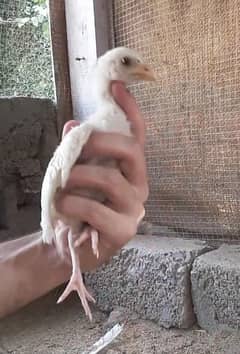 Paper White Heera Chick Available In Mansehra