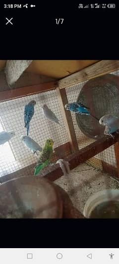 3pairs +1female bajiri parrot free  for urgent (sale) in lowest price.