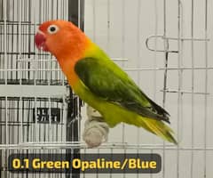 Green Opaline/Blue Breeder Female