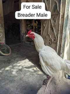 "Authentic Heera Aseel male,maddi "High quality Heera egg for Sale"
