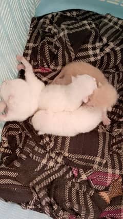 Cats & kitten for sale