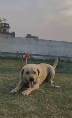 LABRADOR FOR SALE