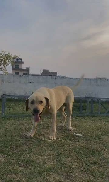 LABRADOR FOR SALE 1