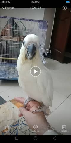 Tritron Cockatoo Chick