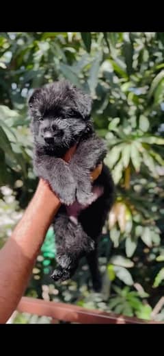 pink pedigree black shepard pup