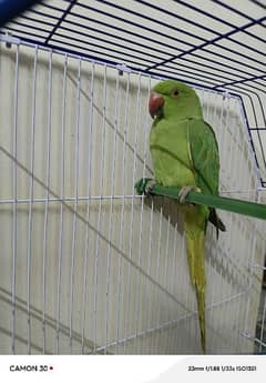 Male Ringneck Baby