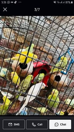 Australia Parrots 24 piece  comen latino 4 piece for sale Location Fsd