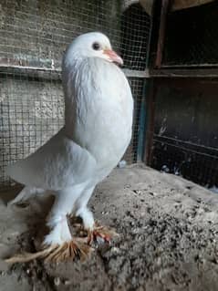 gubara breeder female for sale