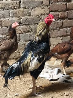 asell male female for sale