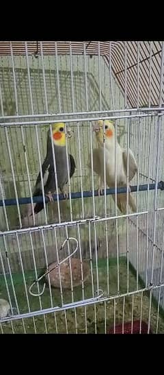 Hand Tame Cockatiels For Sale