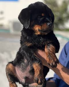 PEDIGREE TOP QUALITY ROTTWEILER MALE