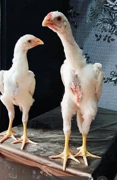 White & Blue Oh Shamo Chicks | King Shamo Chicks | Aseel | Shamo