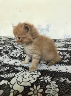 Persian brown kitten 2 coated