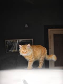 semi persian orange cat for sale
