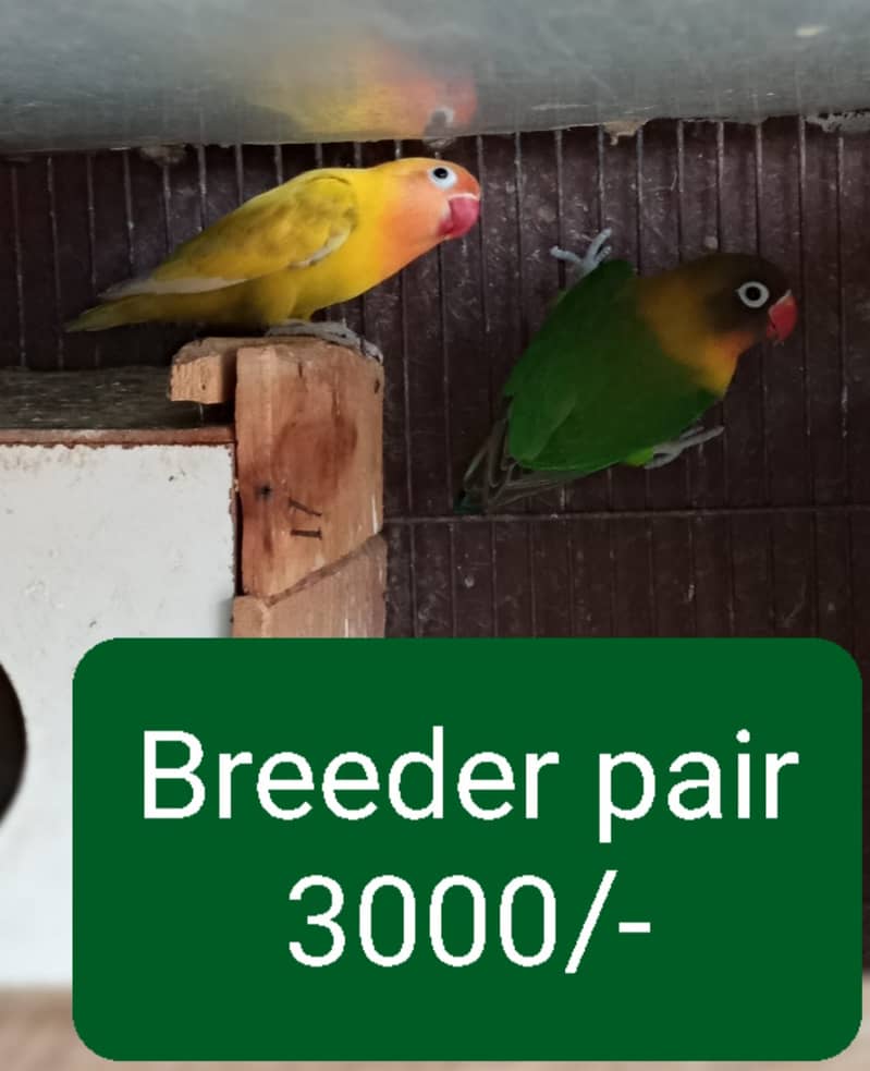 Love birds and Cockatiel / Cocktail for sale 3