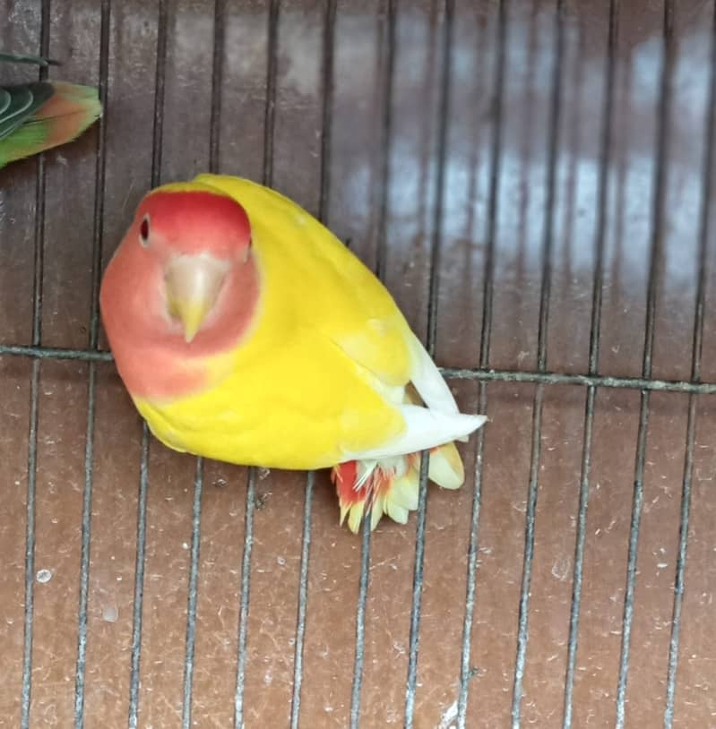 Love birds and Cockatiel / Cocktail for sale 5
