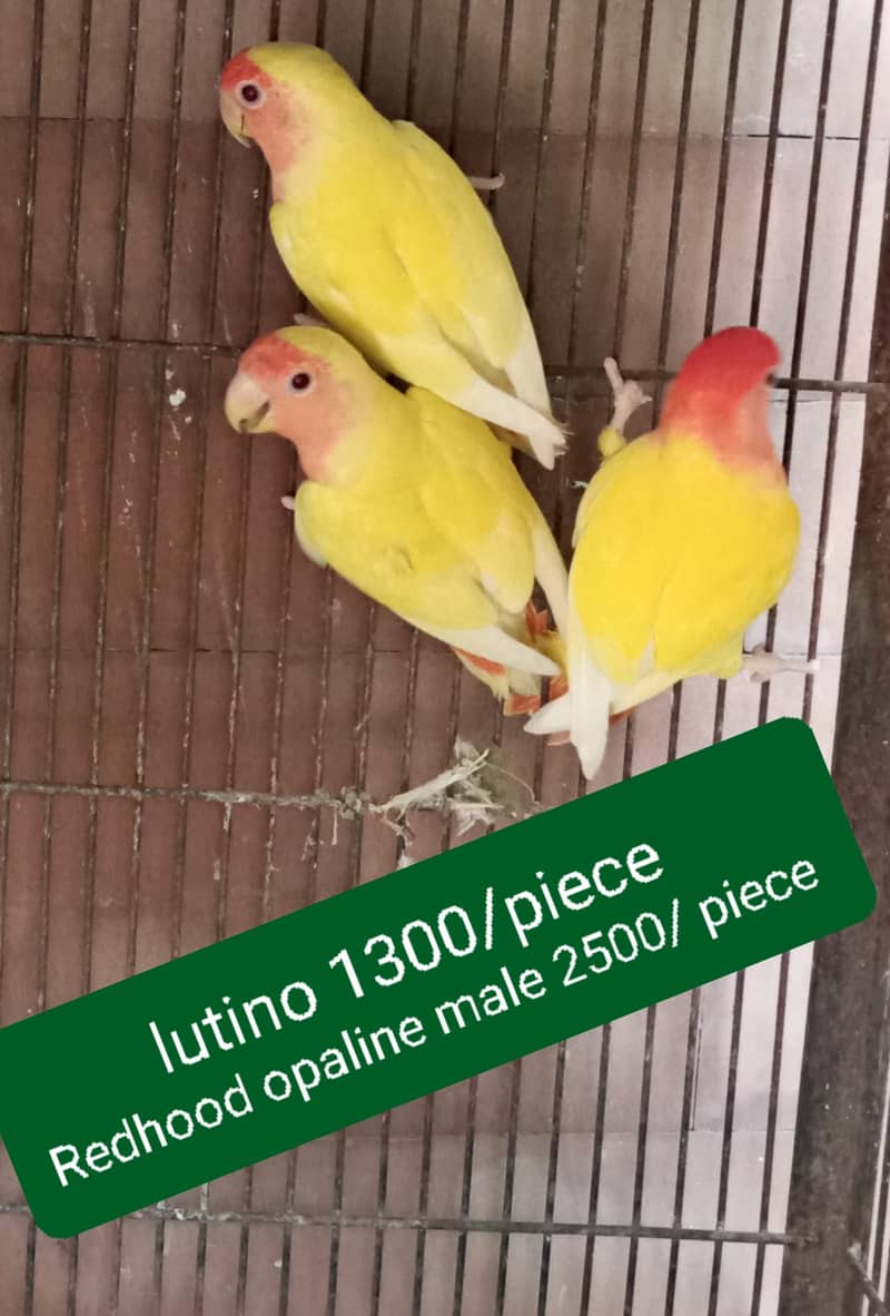 Love birds and Cockatiel / Cocktail for sale 0