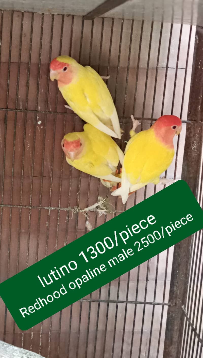 Love birds and Cockatiel / Cocktail for sale 4