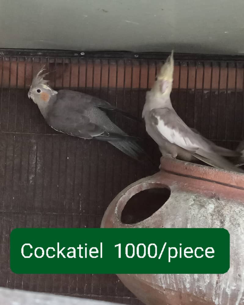 Love birds and Cockatiel / Cocktail for sale 6
